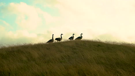 Four-Canada-geese-on-a-grassy-hill,-lining-up-in-a-row,-getting-ready-to-fly-away,-beautiful-sunset-clouds-scene