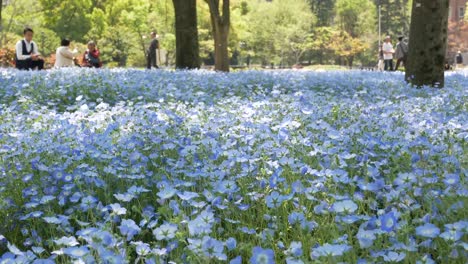 Campo-De-La-Flor-Nemophila-Azul-En-El-Jardín-Del-Parque-Hibiya--tokio,-Japón-En-Verano-Primavera-Sol-Día-Tiempo--4k-Uhd-Video-Filmación-Corta