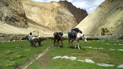 Sherpa-caravan-with-loaded-horses-on-the-Markha-Valley-trek-walking-past-the-camera-on-a-green-grass-field