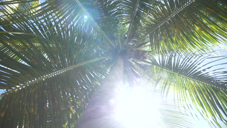 Tropical-Palm-Tree-with-Coconuts---Sun-Rays-Shining-Through-Leaves