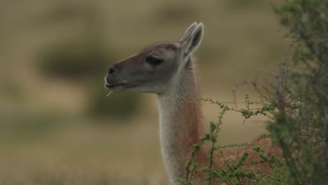Close-up-of-a-Guanaco-chewing-on-grass,-eating