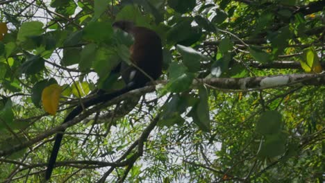 Ein-Mona-Affe,-Der-Auf-Einem-Ast-Im-Regenwald-Von-Grenada-Sitzt