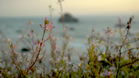 Wunderschöne-Wildblumen-Auf-Einer-Klippe-Mit-Blick-Auf-Den-Pazifischen-Ozean,-Die-Sich-Sanft-Im-Wind-Wiegen