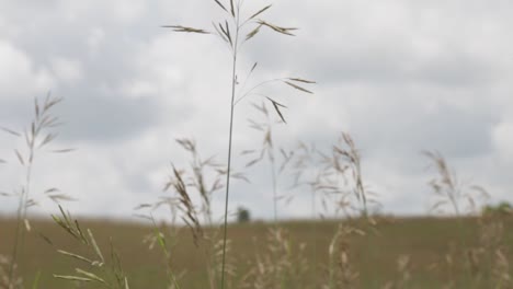 Wild-Grasses-Growing-In-The-Vast-Area-Of-Farmland---Close-Up-Shot