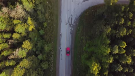 A-red-car-drives-down-a-long-road-between-large-trees