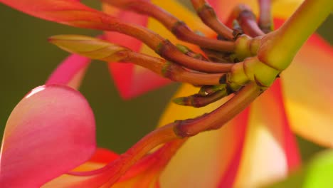 closeup-of-the-frangipani-plant-stems