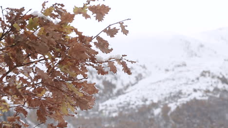 Slow-motion-clip-of-tree-leaves-bouncing-with-snow-on-top