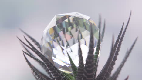 Macro-Close-Up-Tilt-of-a-Crystal-on-a-Succulent