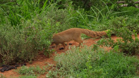 Yellow-mongoose-standing-alone-on-dirt-mound-in-safari,-walks-down-and-stares-at-camera,-portrait