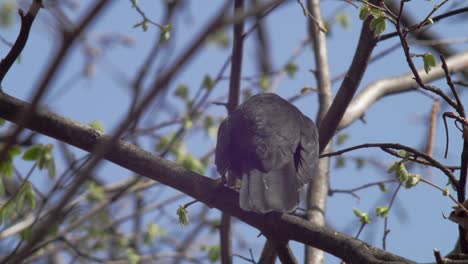Medium-shot-of-a-young-Blackbird-seen-from-behind,-sitting-on-a-branch-balancing-its-weight,-rhythmically-moving-in-the-wind,-looking-around