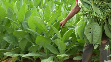 Old-Farmer-harvesting-tobacco