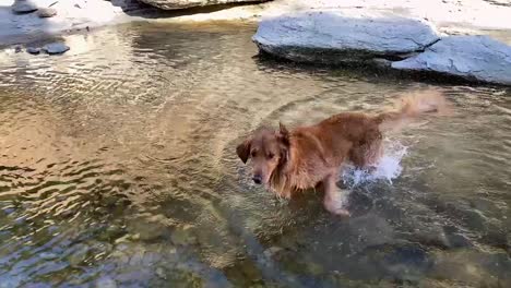 Slow-motion-shot-of-a-golden-retriever-shaking-off-some-water-while-playing-in-a-river