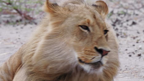 Wind-blows-the-mane-of-a-majestic-young-lion