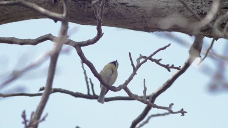 Slow-Motion-medium-wide-shot-of-1-great-tit-sitting-on-a-branch-tilting-and-turning-its-head