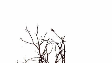 Einzelner-Vogel,-Der-Oben-Auf-Dem-Baum-Sitzt,-Silhouette,-Weißer-Hintergrund