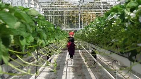 Female-seasonal-worker-preparing-strawberry-plants-in-industrial-greenhouse