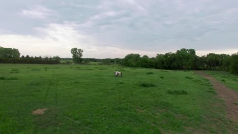 Aerila-cowboy-walks-his-horse-on-a-lead-out-in-the-prairie-grass-of-Kansas