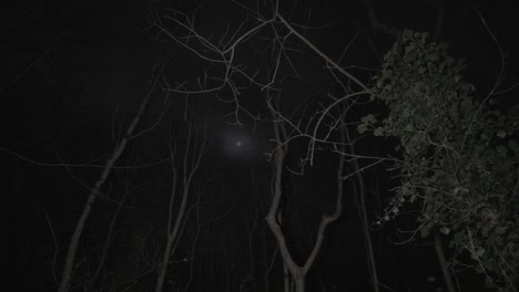 Mond-Beleuchteter-Wald-Am-Bewölkten-Nachthimmel