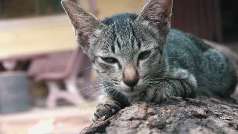 Sleepy-Cat-Napping-on-a-Log-in-the-Garden
