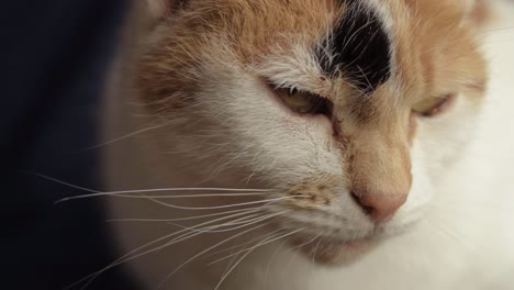 Head-shot-of-calico-domestic-cat-as-she-stares-into-camera