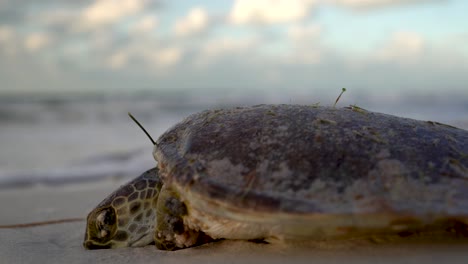 Extreme-closeup-of-dying-sea-turtle-on-a-beach-with-foaming-water-coming-towards-it