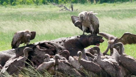 Buitres-De-Lomo-Blanco-Alimentándose-De-Un-Hipopótamo-Muerto-En-La-Pradera-Verde-En-Botswana---Toma-De-Primer-Plano