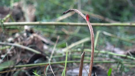 Wide-Exterior-Static-Shot-of-Red-Dragonfly-on-the-Dead-Grass-in-the-Day