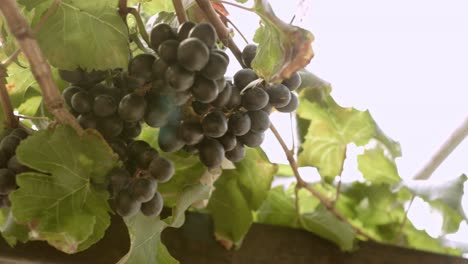 Bio-Traubenweinberg-Mit-Vielen-Trauben-Zum-Ernten