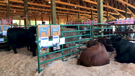 Vacas-Esperando-Ser-Vendidas-En-La-Feria-Del-Condado-De-Coos,-Oregon