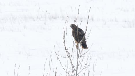 Red-tailed-hawk-leaves-its-perch-to-hunt-in-the-winter-landscape