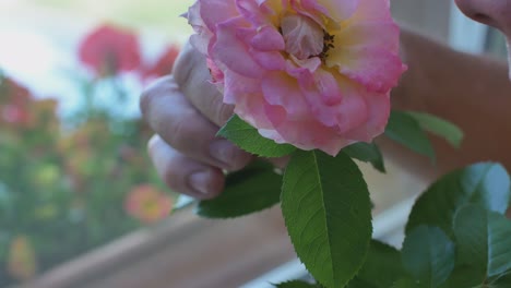 Close-Up-View-of-a-Man-Smelling-a-Rose-Flower-Ring