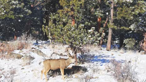 Mule-Deer-buck-chewing-on-pine-needles-and-drooling-among-bushes-and-pine-trees-with-snow-on-the-ground-in-a-remote-area-of-the-Colorado-Rocky-Mountains-during-the-winter