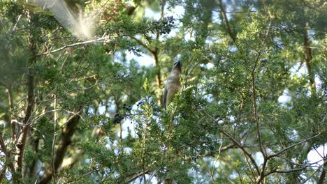 Solo-cedar-waxwing-bird-feeds-off-of-little-blue-colored-berries-from-a-cedar-tree