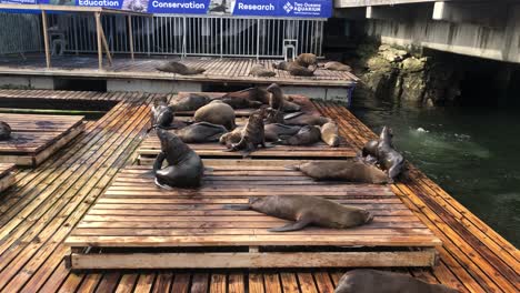 Sea-Lions-in-an-outdoors-habitat-of-Two-Oceans-Public-Zoo-in-Cape-Town,-South-Africa