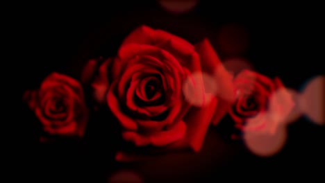 Rose-Valentinstag-Romantischer-Liebesbewegungshintergrund