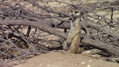Cute-and-curious-African-Meerkat-stands-alert-outside-its-burrow
