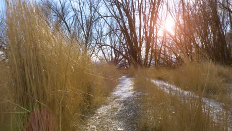 POV-walking-along-a-trail-with-tall-grass-on-both-side-and-trees-ahead-with-the-bright-sun-shining-on-a-clear-day