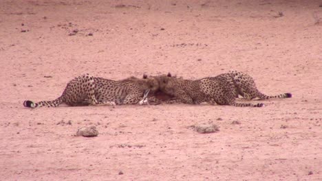 Coalition-of-African-Cheetahs-share-eating-a-recently-killed-antelope