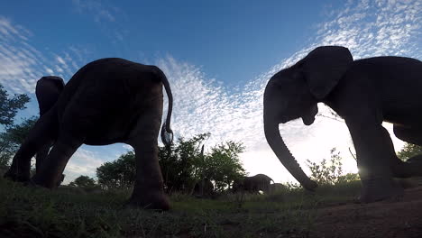 Picturesque-low-angle-view-of-backlit-elephants-passing-by-a-GoPro-in-Africa