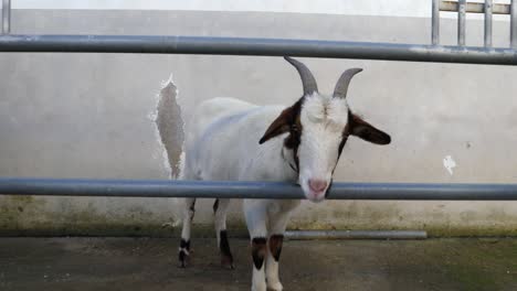 White-and-brown-goat-behind-grids-in-a-farm,-portugal