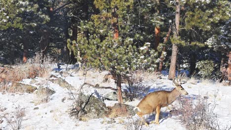 Mule-Deer-buck-urinating-near-bushes-in-a-remote-area-of-the-Colorado-Rocky-Mountains-during-the-winter