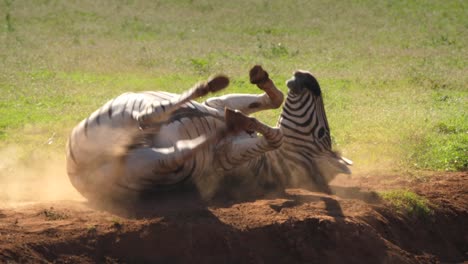 Zebra-rolls-over-on-his-back-to-scratch-itself-kicking-up-dust