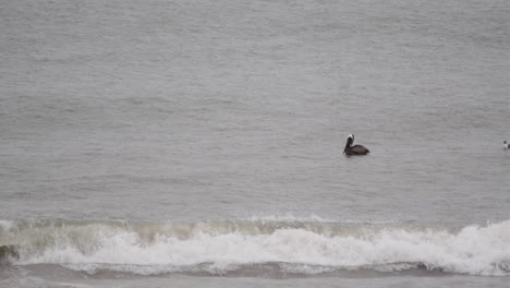 pelican-drifting-along-Emerald-Isle,-NC-current
