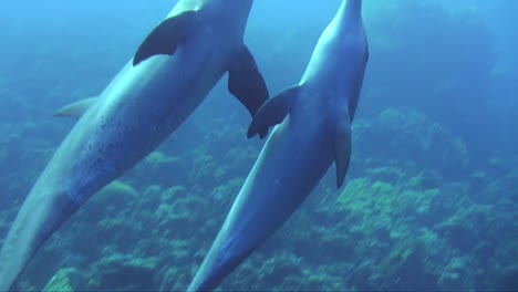 Zwei-Delfine-Schwimmen-Zusammen