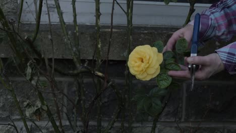 Hände-Eines-Gärtners,-Der-Den-Gelben-Rosenstrauch-Mit-Einer-Gartenschere-Schneidet,-Weitwinkelaufnahme