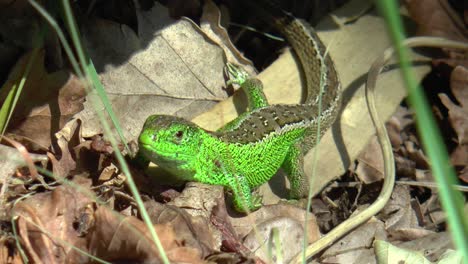 A-male-sand-lizard,-mating-season-colouring-warms-up-in-the-sun