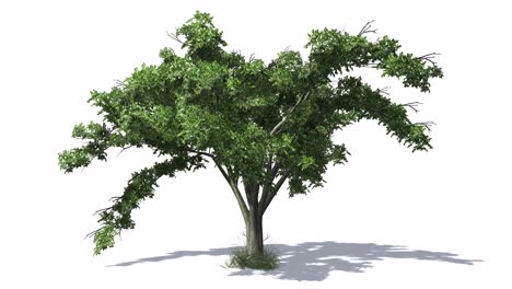 3D-animated-American-Elm-tree-with-wind-effect-and-shadows-on-white-background