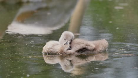 Dos-Encantadores-Bebés-Cisne-Durmiendo-Al-Aire-Libre-En-El-Lago-En-El-Agua,-De-Cerca