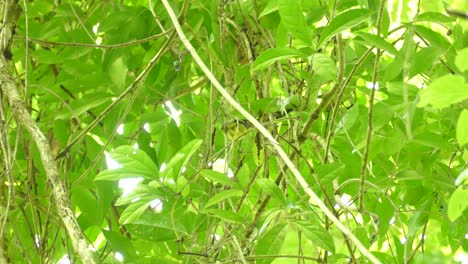 Birdwatching-a-Green-Bird-Camouflaged-in-Nature-Tree-Scene-in-Costa-Rica