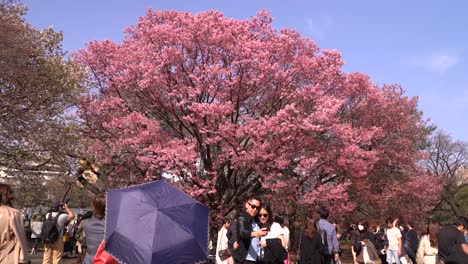 Paar-Macht-Ein-Foto-Unter-Einem-Wunderschönen-Rosa-Sakura-Baum-–-Weitwinkelaufnahme